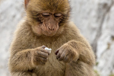 BARBARY MACAQUE; ROCK OF GIBRALTAR