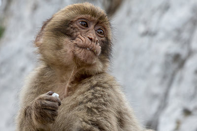 BARBARY MACAQUE; ROCK OF GIBRALTAR